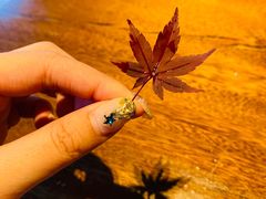 -桐寿司Sushi Tong