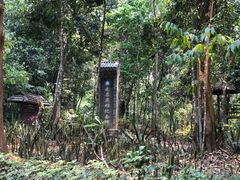 -瑞丽独树成林风景区