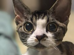 -pd派德宠物中心医院24H急重症·眼科中心·血液透析中心(嵩山北路店)