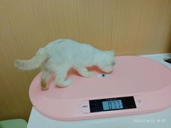 -瑞派康怡24h宠物医院·犬猫医疗中心·微创绝育(瑞景分院)