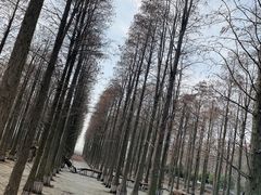 -渌洋湖湿地公园