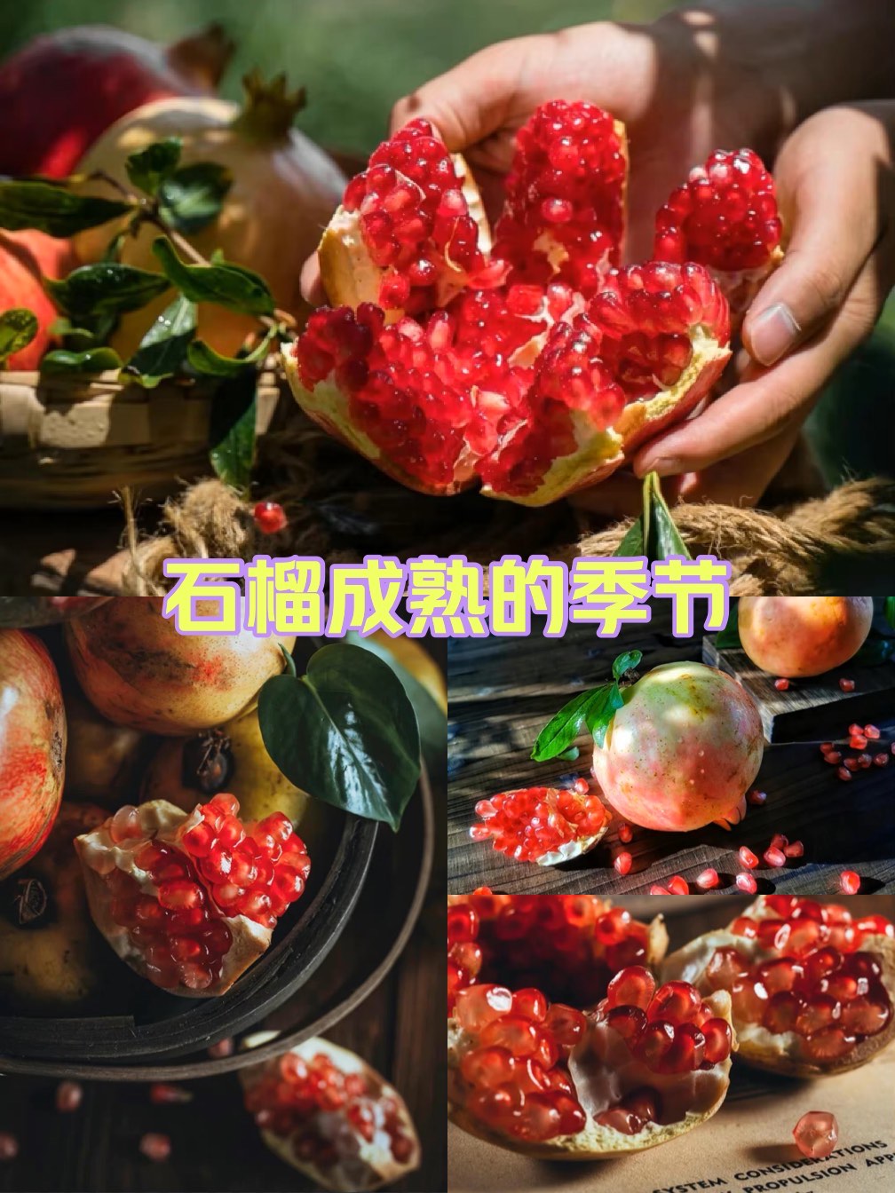 石榴熟了第一季 第1集图片