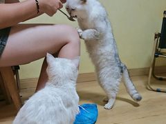 -Meowの猫咖(万家丽店)