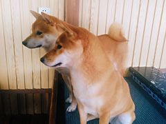 -柴源莊·柴小宠柴犬咖啡