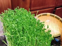 活体豌豆苗-捞王锅物料理(凯旋路店)