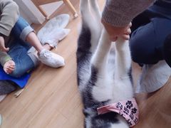 -Husky Go! 哈士奇体验馆·宠物咖啡厅狗咖