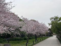 -苏州上方山国家森林公园