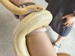 -吉丁鸟咖·异宠·寄养