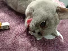 -北京恒爱动物医院(清景园分院)