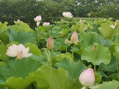 -梁鸿国家湿地公园