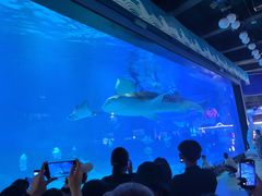 -烟台海昌鲸鲨海洋公园