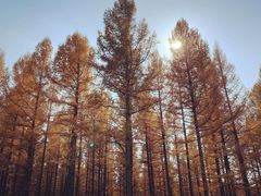 -塞罕坝国家级自然保护区