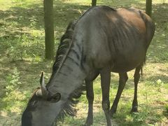 -秦皇岛野生动物园