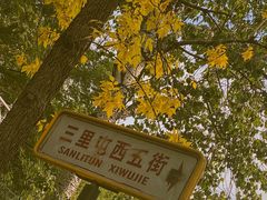 -三里屯东五街银杏大道