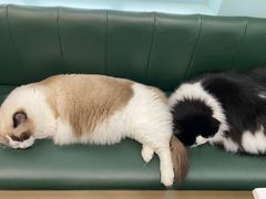 -安格丽娜·狗咖·猫咖羊驼咖(春熙路百盛商场店)