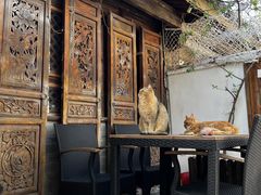 -喵屿·大理花园猫咖