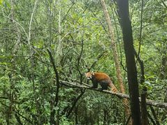 -普洱太阳河森林公园