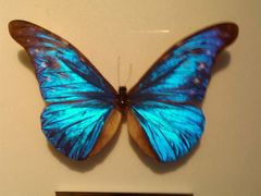 -上海昆虫博物馆