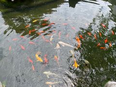 -黎里古镇