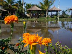 -Bebek Joni Restaurant