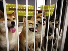 -百好乐宠物友好餐厅(朝外大街店)