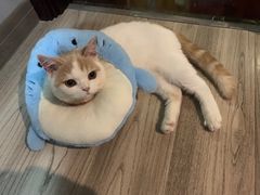 -喵的天空名猫咖啡馆·撸猫·猫舍·用品