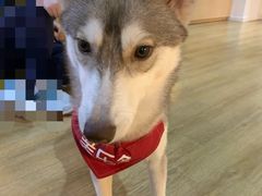 -Husky Go! 哈士奇体验馆·宠物咖啡厅狗咖