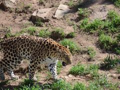 -西霞口神雕山野生动物世界