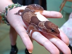 -藦茜花园宠物主题亲子互动体验馆(国顺东路店)