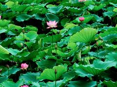 -荔湾湖公园