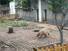 -合肥野生动物园