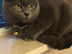 -有猫儿腻咖啡厅.猫咖