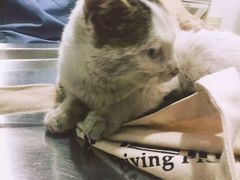-哆趣宠物医院·眼科·内镜·急重症转诊中心(上海店)