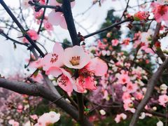 -秀丽东方