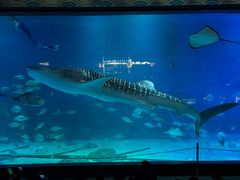 -烟台海昌鲸鲨海洋公园