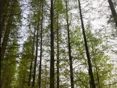 -渡海小渔村.老辈日照菜
