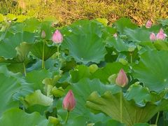 -高子水居