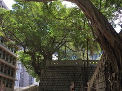 -香港佐治五世纪念公园