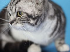 -瑞鹏宠物医院犬猫全科(真大分院)