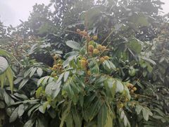-长洲岛
