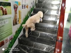 -瑞鹏宠物医院华南总院·夜诊·心脏科·骨科