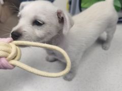 -凯瑞希宠物医院·狂犬免疫·微创·皮肤科