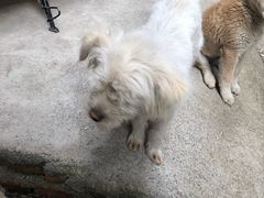 -金顺昌桂林桂花伴手礼(正阳一店)