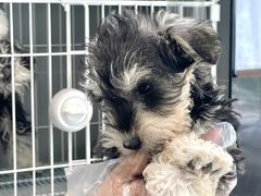 -翊宠yipet猫狗购宠庄园犬舍•猫舍