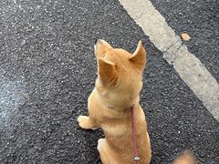 -虎子面粉馆(五一东村店)