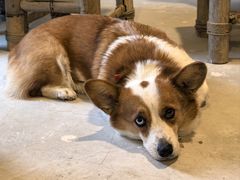 -陶野咖啡·面包披萨