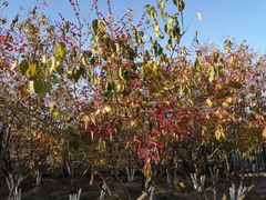 -永定河休闲森林公园