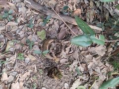 -上海佘山国家森林公园天马山园