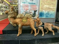 -严国平动物医院(德政总院)