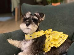 -PETKIT小佩宠物(古北店)